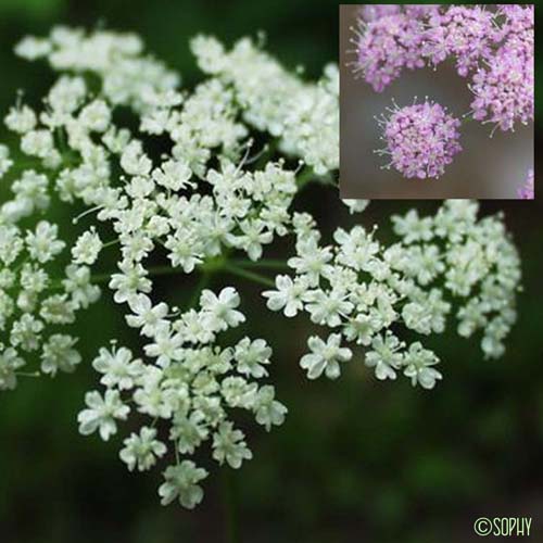 Grand Boucage - Pimpinella major