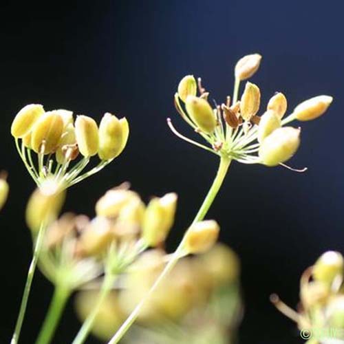 Grand Boucage - Pimpinella major