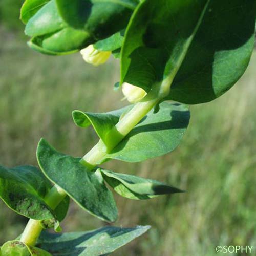 Grand Cérinthe - Cerinthe major subsp. major