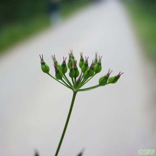 Grand conopode - Conopodium majus subsp. majus