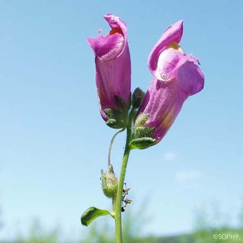 Grand Muflier - Antirrhinum majus