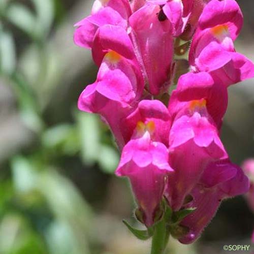 Grand Muflier - Antirrhinum majus subsp. majus