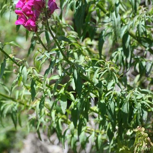 Grand Muflier - Antirrhinum majus subsp. majus
