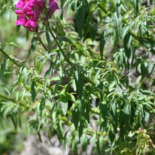 Grand Muflier - Antirrhinum majus