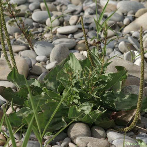 Grand Plantain - Plantago major