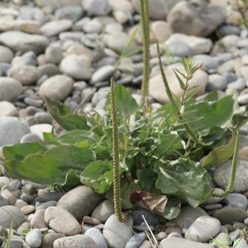 Grand Plantain - Plantago major