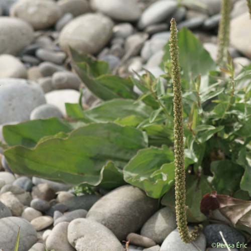 Grand Plantain - Plantago major