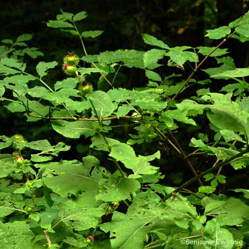 Grande bardane - Arctium lappa