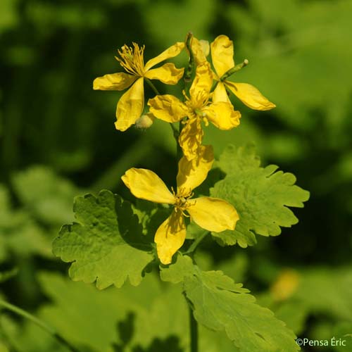 Grande Chélidoine - Chelidonium majus subsp. majus