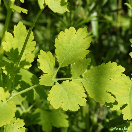 Grande Chélidoine - Chelidonium majus subsp. majus