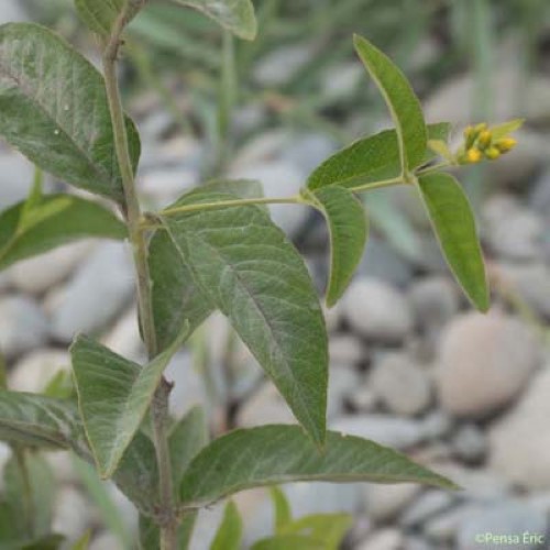 Grande Lysimaque - Lysimachia vulgaris