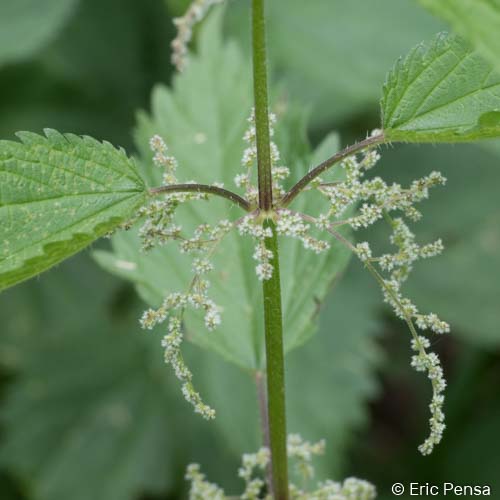 Grande Ortie - Urtica dioica