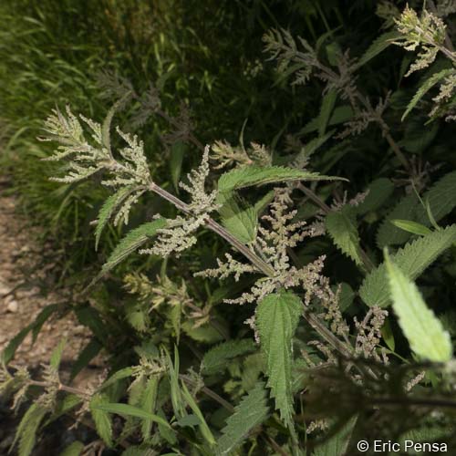 Grande Ortie - Urtica dioica