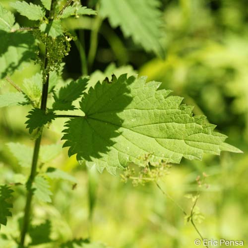 Grande Ortie - Urtica dioica subsp. dioica