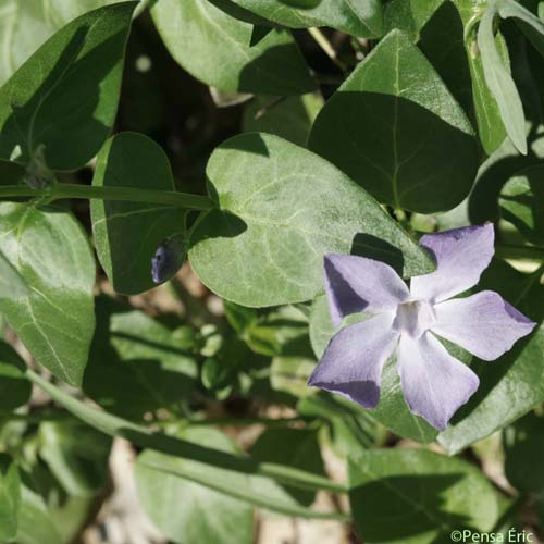 Grande Pervenche - Vinca major subsp. major