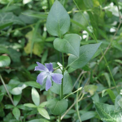 Grande Pervenche - Vinca major subsp. major