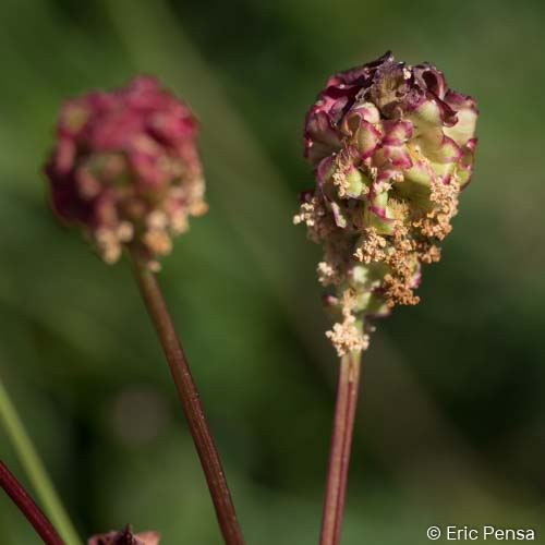 Grande Pimprenelle - Sanguisorba officinalis