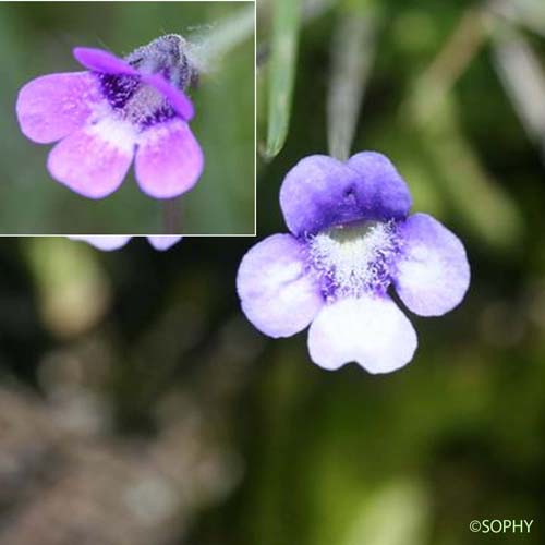 Grassette à éperon étroit - Pinguicula leptoceras