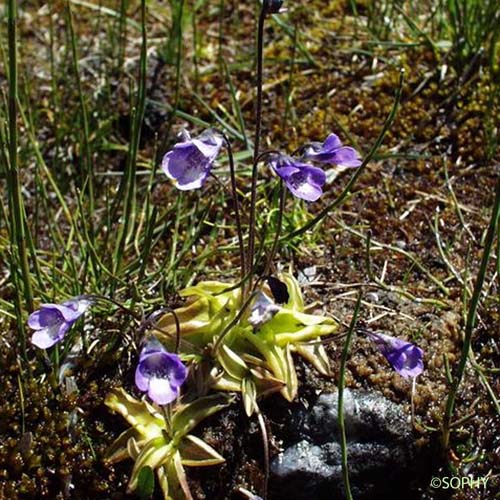 Grassette à éperon étroit - Pinguicula leptoceras