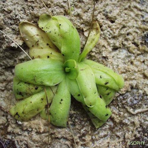 Grassette à éperon étroit - Pinguicula leptoceras