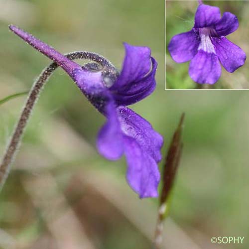 Grassette à grandes fleurs - Pinguicula grandiflora subsp. grandiflora