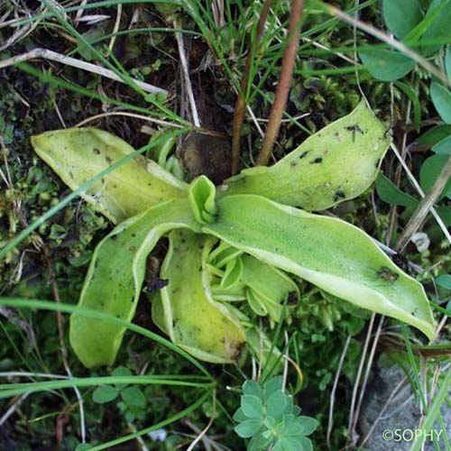 Grassette à grandes fleurs - Pinguicula grandiflora subsp. grandiflora