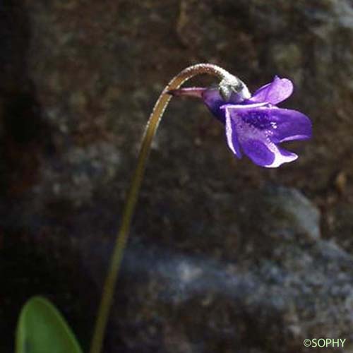 Grassette commune - Pinguicula vulgaris var. vulgaris