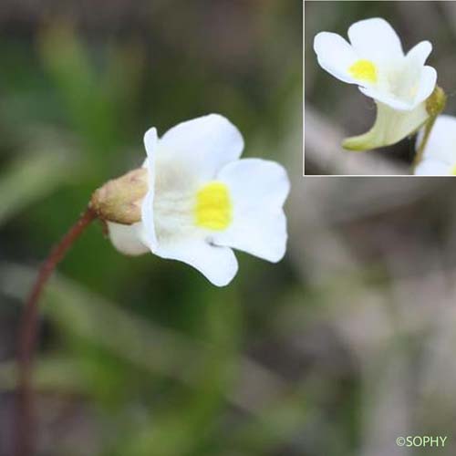 Grassette des Alpes - Pinguicula alpina