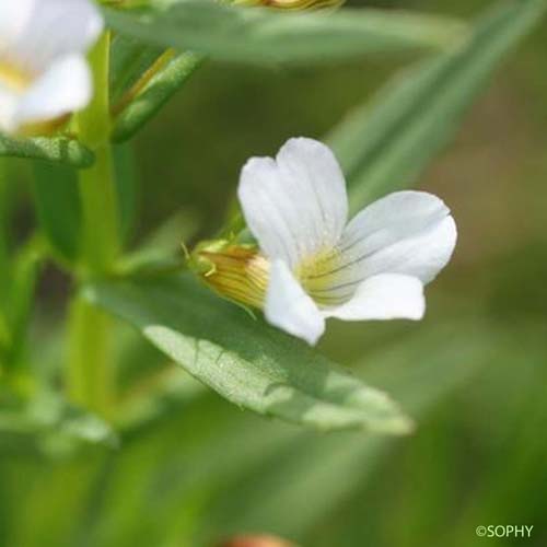 Gratiole officinale - Gratiola officinalis