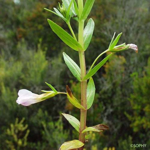 Gratiole officinale - Gratiola officinalis