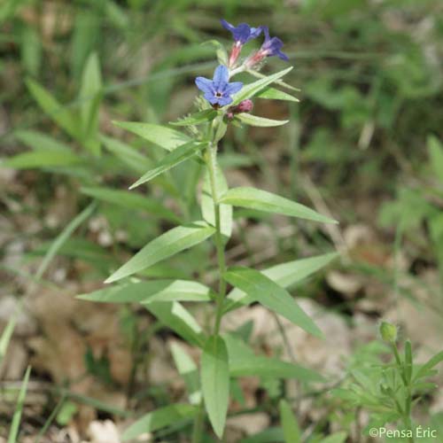 Grémil bleu pourpre - Buglossoides purpurocaerulea