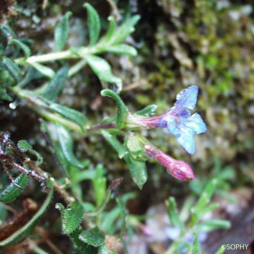 Grémil couché - Glandora prostrata subsp. prostrata
