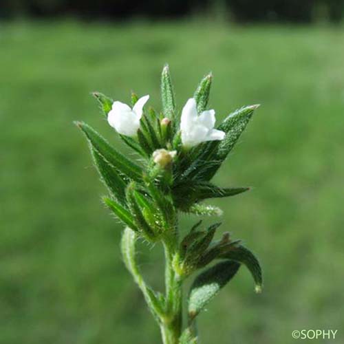 Grémil des champs - Buglossoides arvensis subsp. arvensis