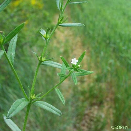 Grémil des champs - Buglossoides arvensis subsp. arvensis