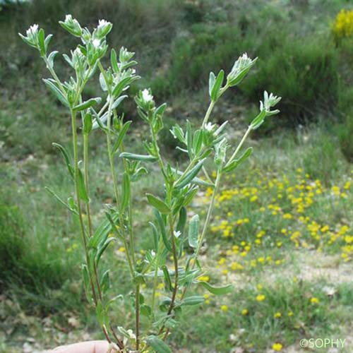 Grémil des champs - Buglossoides arvensis subsp. arvensis