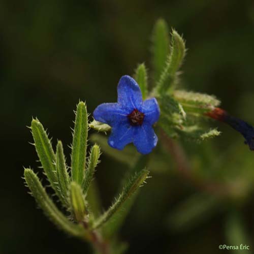 Grémil ligneux - Lithodora fruticosa