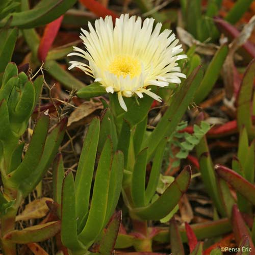 Griffe de sorcière - Carpobrotus edulis