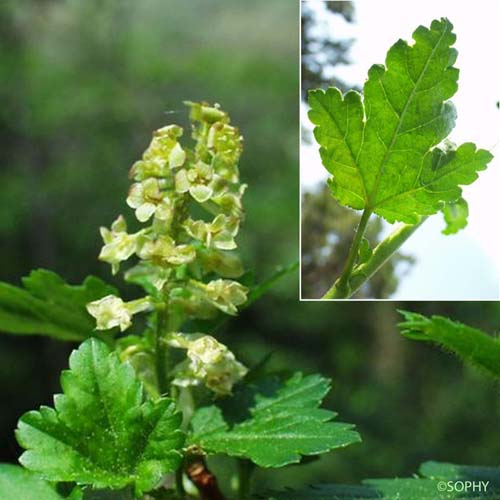 Groseillier des Alpes - Ribes alpinum