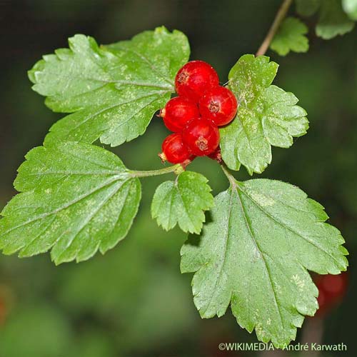 Groseillier des Alpes - Ribes alpinum