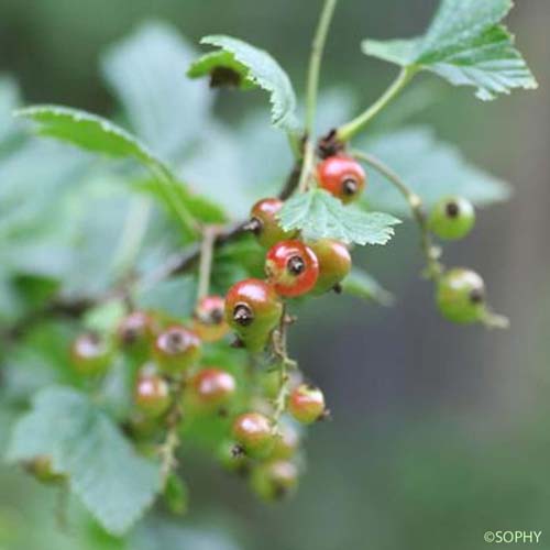 Groseillier des pierriers - Ribes petraeum