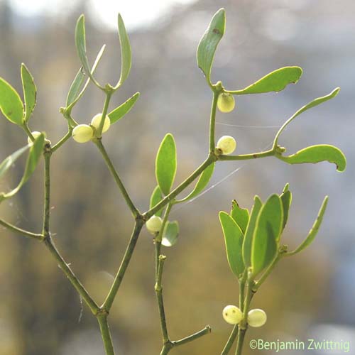 Gui des Sapins - Viscum album subsp. abietis