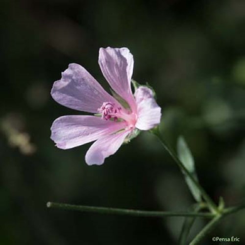 Guimauve à feuilles de Cannabis - Althaea cannabina