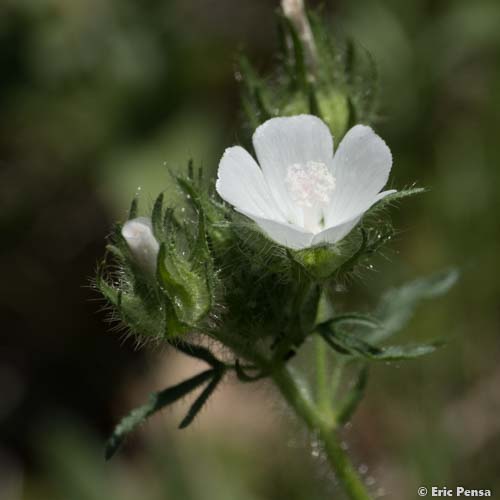 Guimauve hérissée - Malva setigera