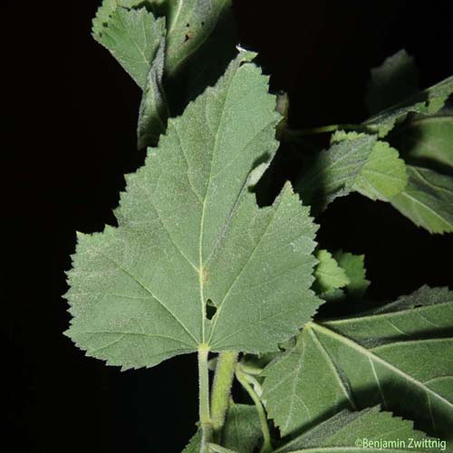 Guimauve officinale - Althaea officinalis