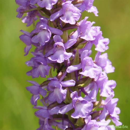 Gymnadène à épi dense - Gymnadenia densiflora