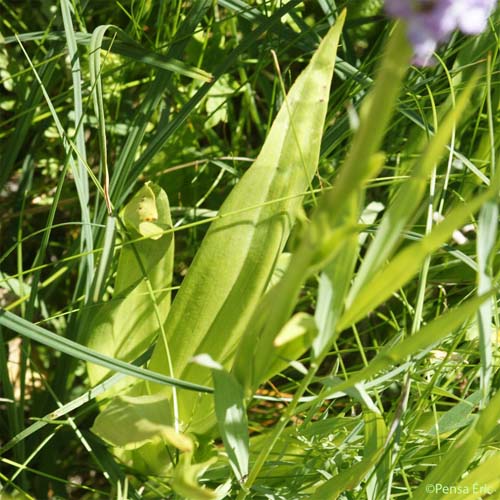 Gymnadène à épi dense - Gymnadenia densiflora