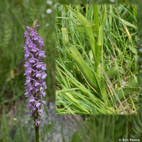 Gymnadénie moucheron - Gymnadenia conopsea