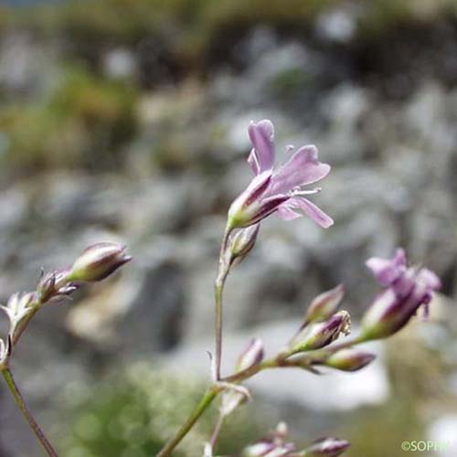Gypsophile des moissons - Psammophiliella muralis 
