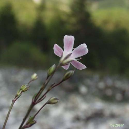 Gypsophile rampante - Gypsophila repens