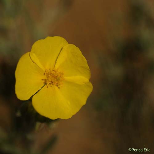 Hélianthème à feuilles de lavande - Helianthemum syriacum